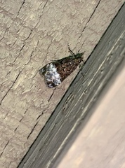 Scoparia minusculalis