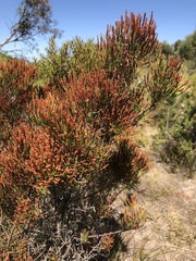 Allocasuarina pusilla