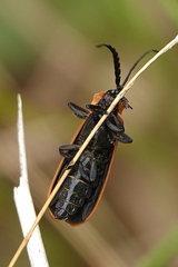 Metriorrhynchus variipennis
