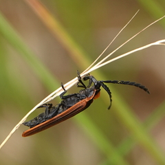Metriorrhynchus variipennis