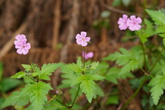Geranium yeoi