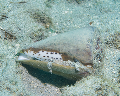 Conus leopardus