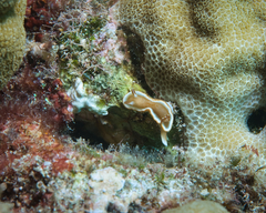 Glossodoris rufomarginata