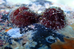 Dolabrifera dolabrifera