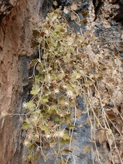 Perityle tenella