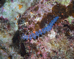 Pteraeolidia semperi