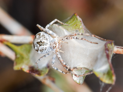 Sand Running Spider, Илийский район, Казахстан, photo 7 of 10