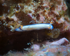 Hypselodoris peasei