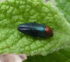 Melobasis cyaneipennis