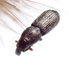 Sericotrogus subaenescens