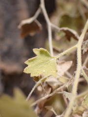 Perityle tenella