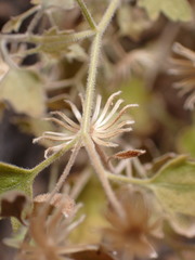 Perityle tenella