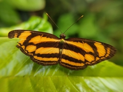 Lasippa tiga siaka