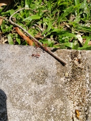 Oecophylla smaragdina