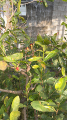 Ochna serrulata