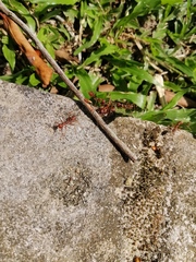 Oecophylla smaragdina