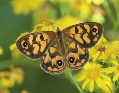Heteronympha cordace