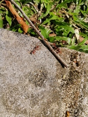 Oecophylla smaragdina