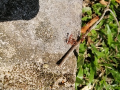 Oecophylla smaragdina