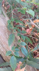 Causonis corniculata