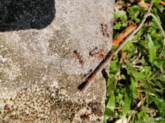 Oecophylla smaragdina