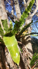 Asplenium setoi