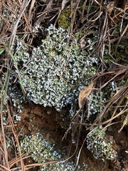 Cladonia apodocarpa