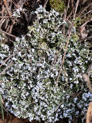 Cladonia apodocarpa