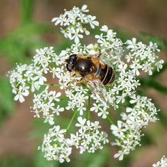 Eristalis horticola