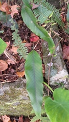 Pyrrosia lingua