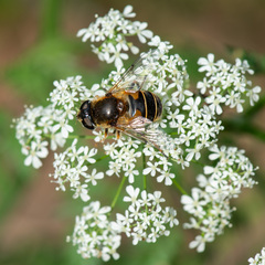 Eristalis horticola