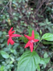Ruellia coccinea