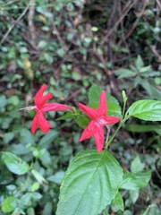 Ruellia coccinea
