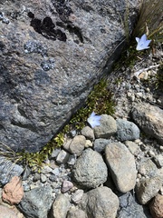 Wahlenbergia pygmaea