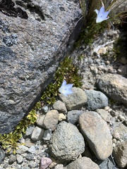Wahlenbergia pygmaea
