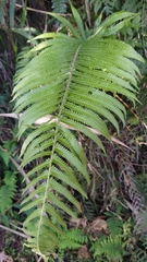 Sphaerostephanos taiwanensis