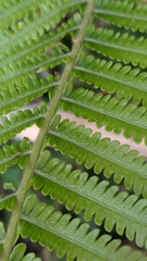 Sphaerostephanos taiwanensis