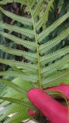 Sphaerostephanos taiwanensis