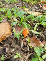 Fungi