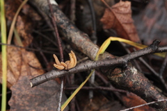 Macrotyphula contorta