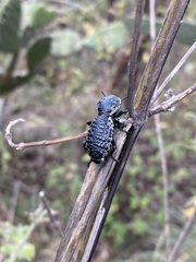 Zopherus laevicollis