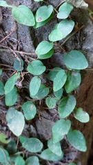 Ficus pumila awkeotsang