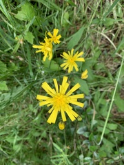 Hieracium lepidulum