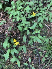 Hieracium lepidulum