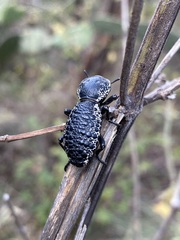 Zopherus laevicollis