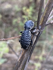 Zopherus laevicollis