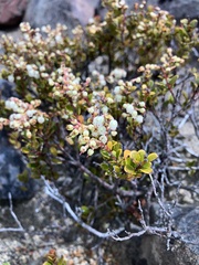 Gaultheria colensoi