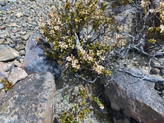 Gaultheria colensoi