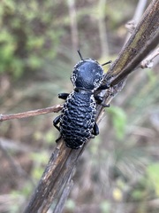 Zopherus laevicollis