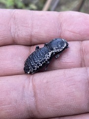 Zopherus laevicollis